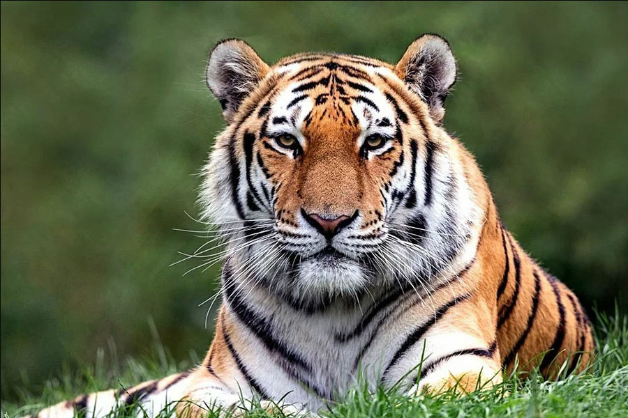 Амурский тигр - животное, занесенное в Красную книгу